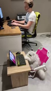 Я вот думаю, может уволить Гришу и кота вместо... image preview